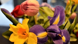 Tulips, daffodils and iris