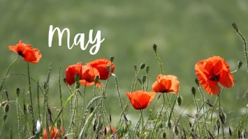 Green field with blooming red poppies and white, cursive text that says May.