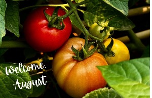 Green foliage surrounding a bunch of tomatoes on the vine in colors red, orange, yellow, and green with text saying 'welcome, August'.
